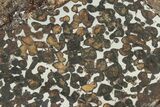 Polished Sericho Pallasite Meteorite (g) - Kenya #232274-1